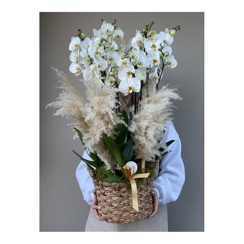 Natural Luxury Design White Orchid Dream(8 Dal) Taze Çiçek