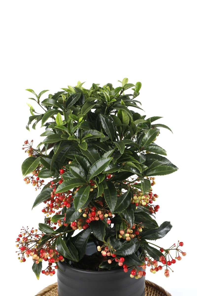 Christmas Plant Ardisia