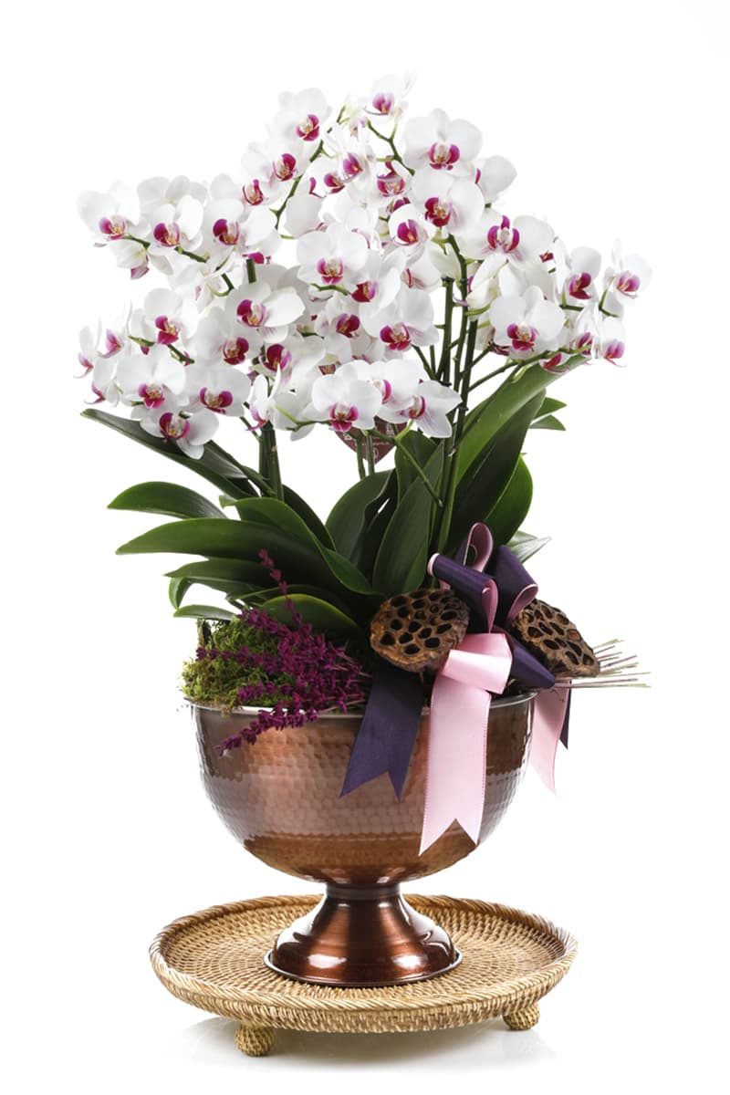 Deluxe Pink & White Orchid