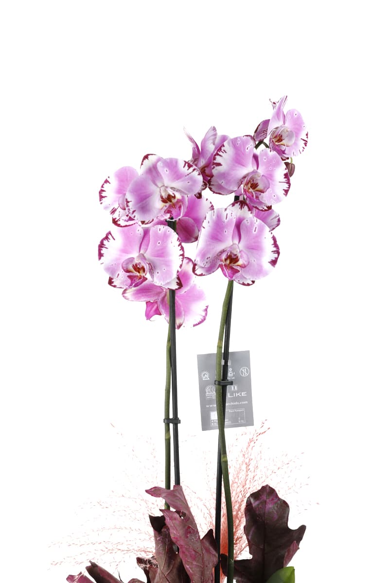 Sweet Pink Orchid