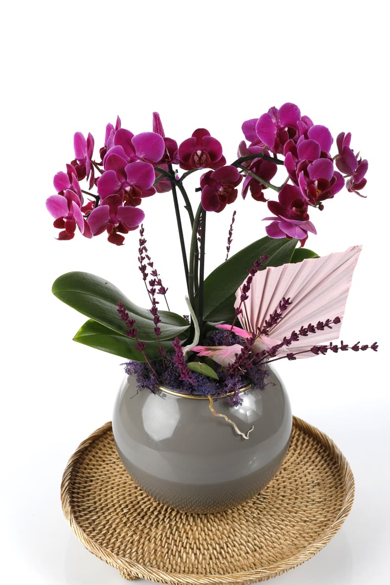 Deluxe Purple Midi Orchid