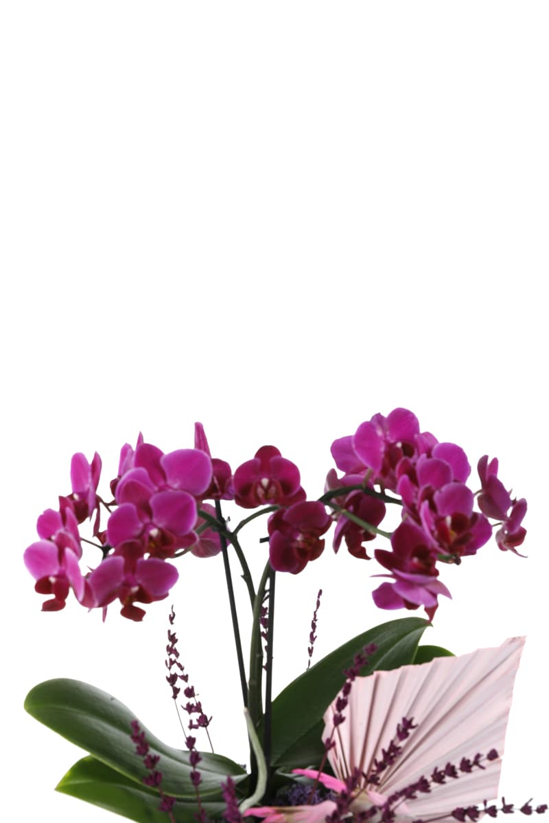 Deluxe Purple Midi Orchid
