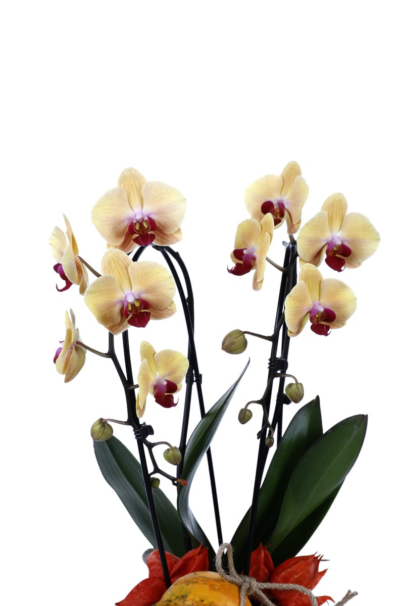 Deluxe Yellow Curly Orchid