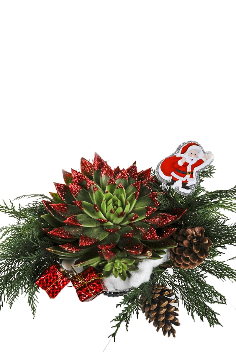 Christmas's Ornamental Cactus