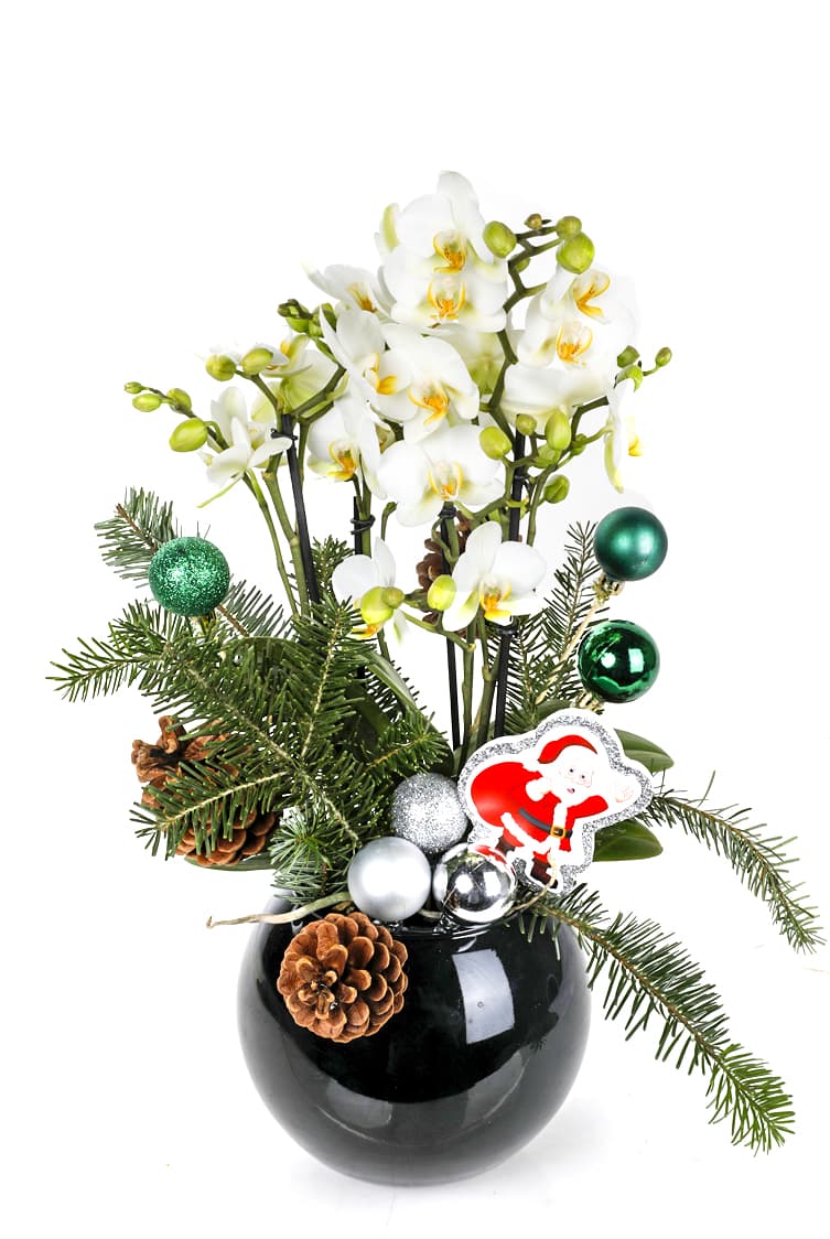 Christmas Concept Orchid