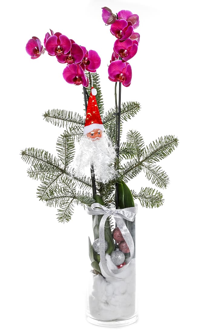 Christmas Version of Purple Orchid