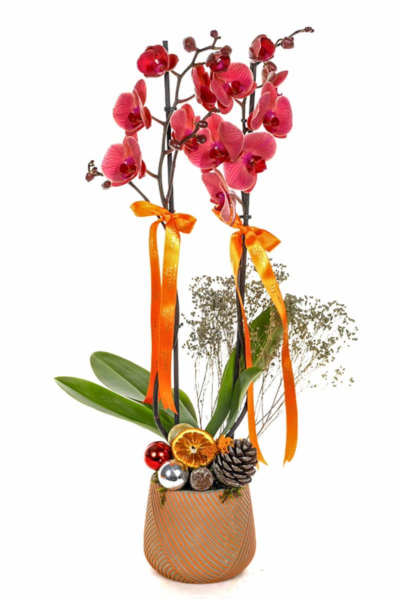 Exotic Christmas Orkide Çiçeği