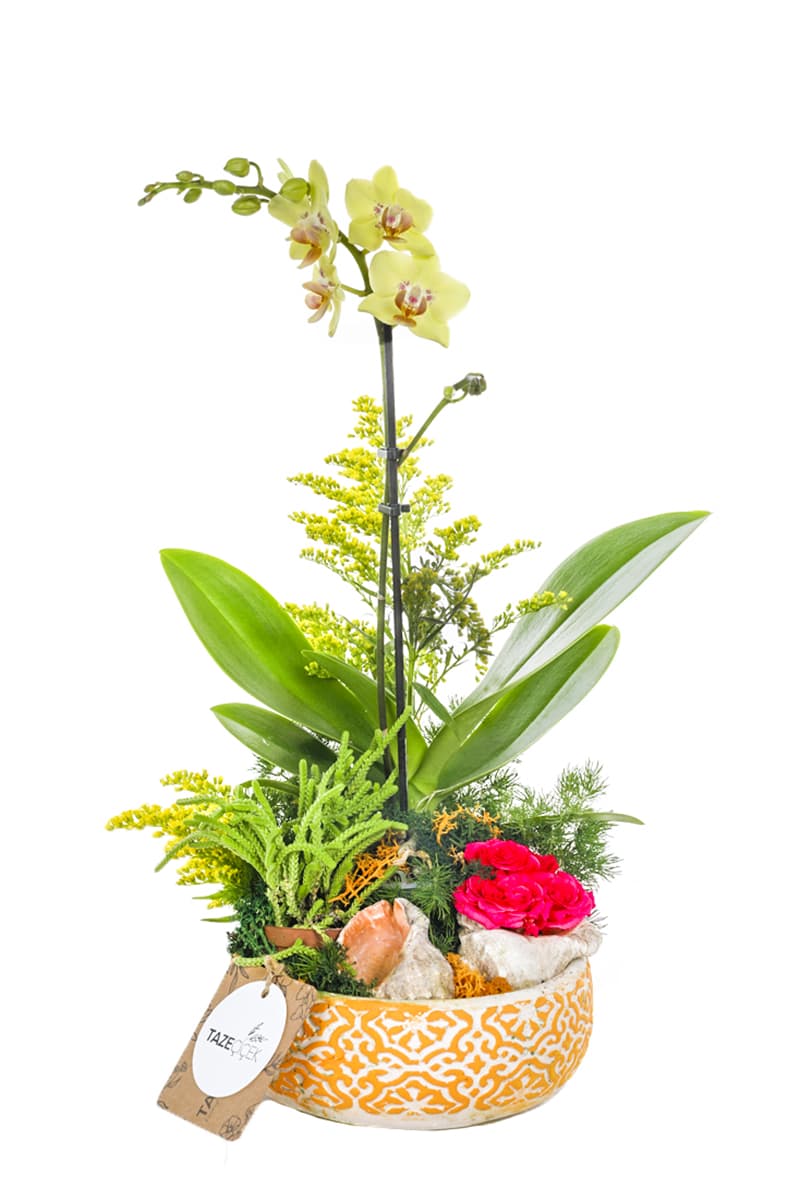 Çini Design Sarı Mini Orkide