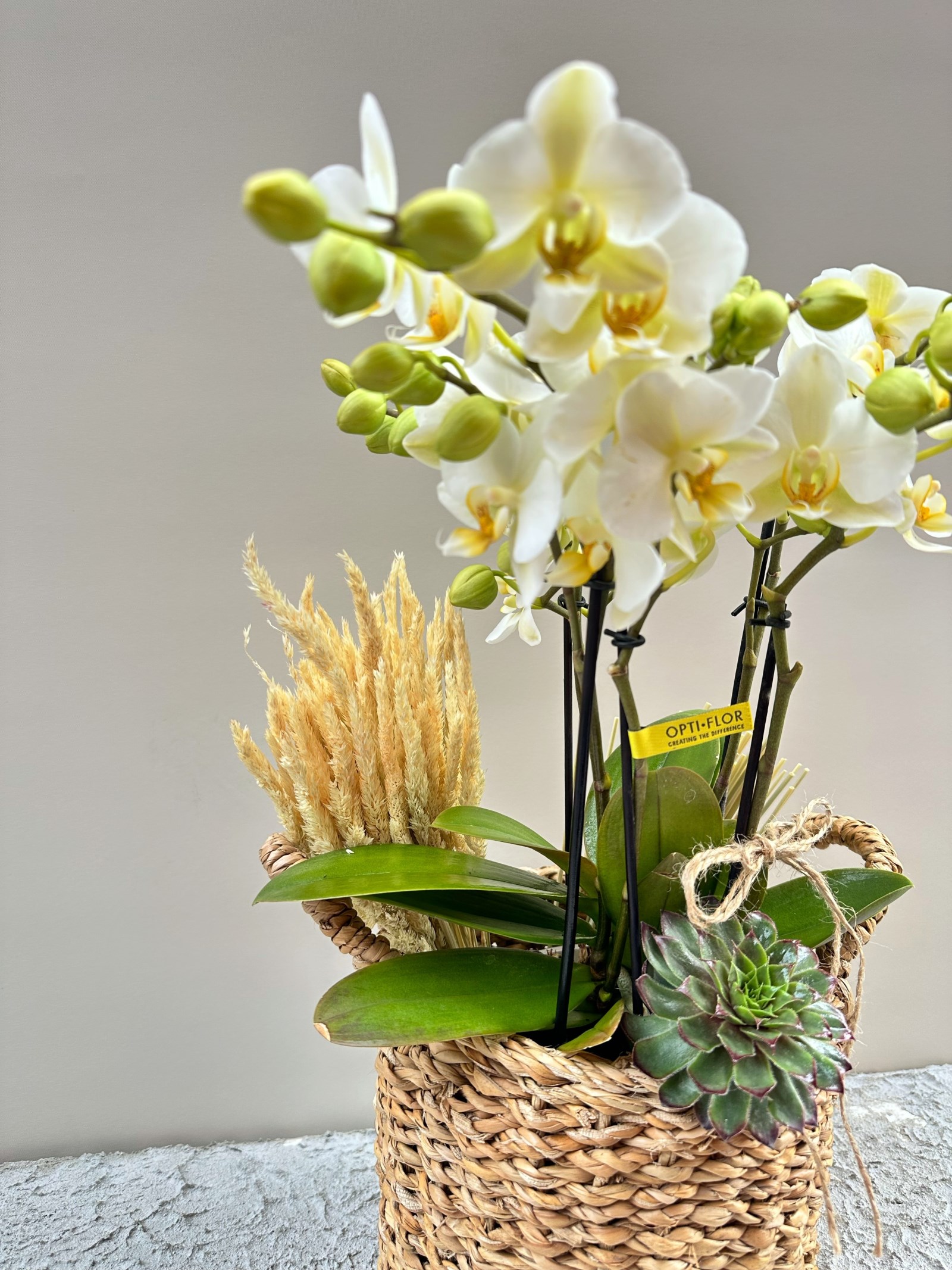 Straw Bag Orchid