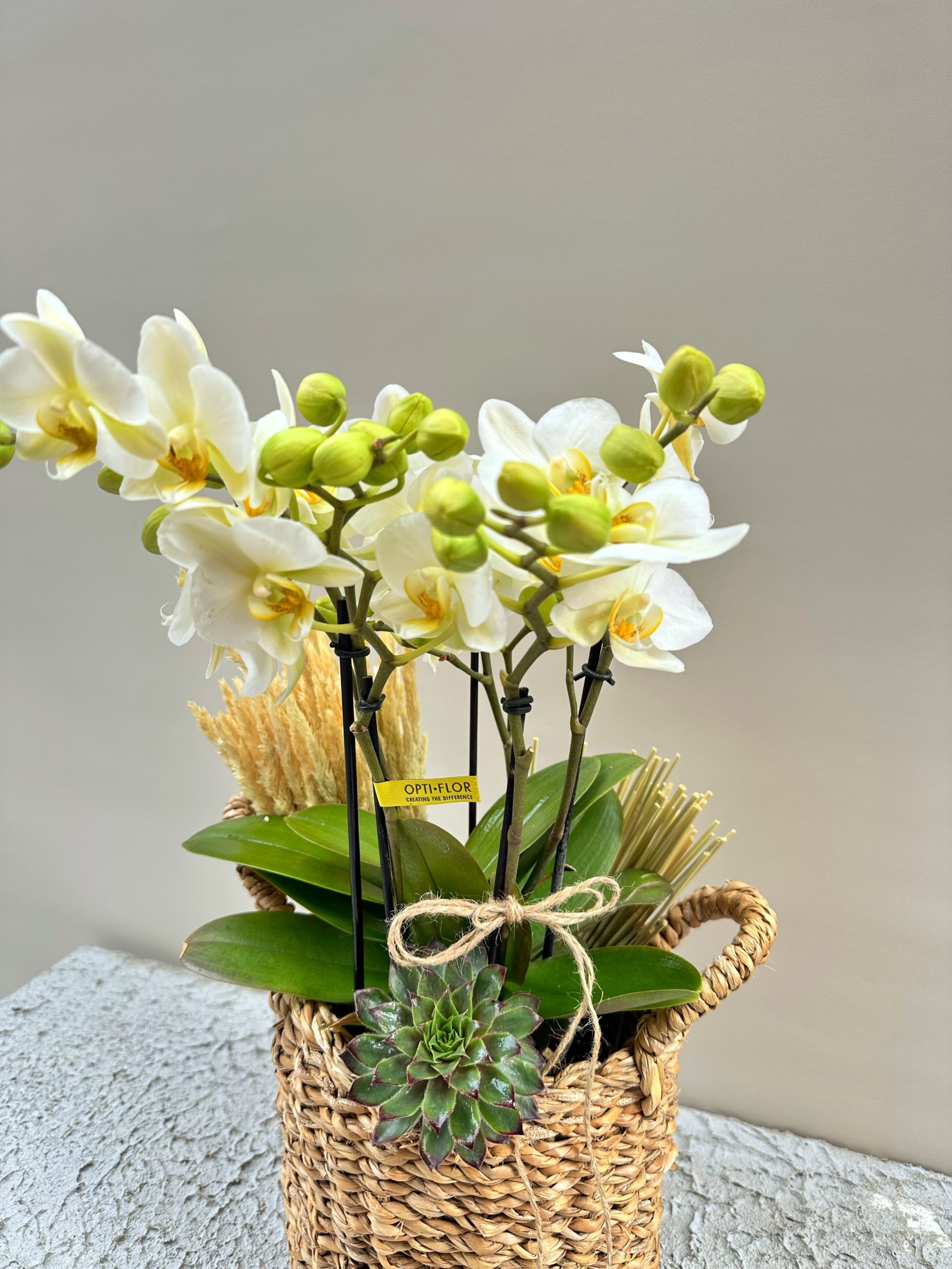 Straw Bag Orchid