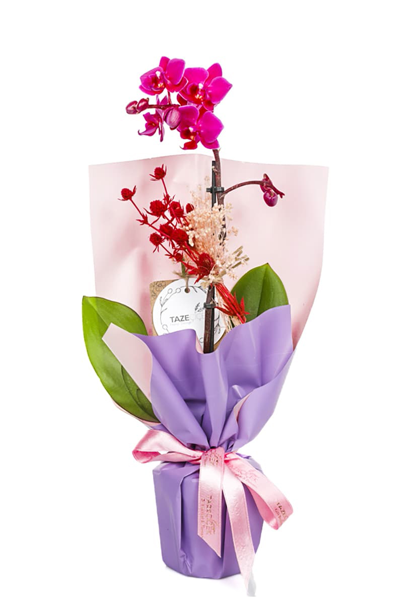 Purple Love Orkide