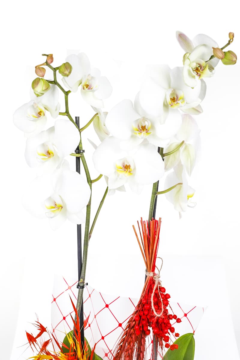 White Serenity Midi Orkide