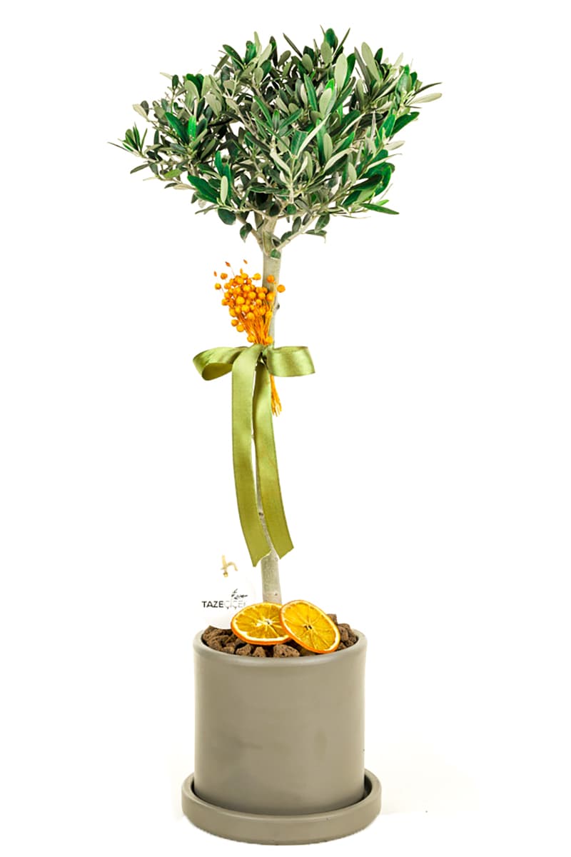 Jumbo Size Zeytin Bonsai Ağacı