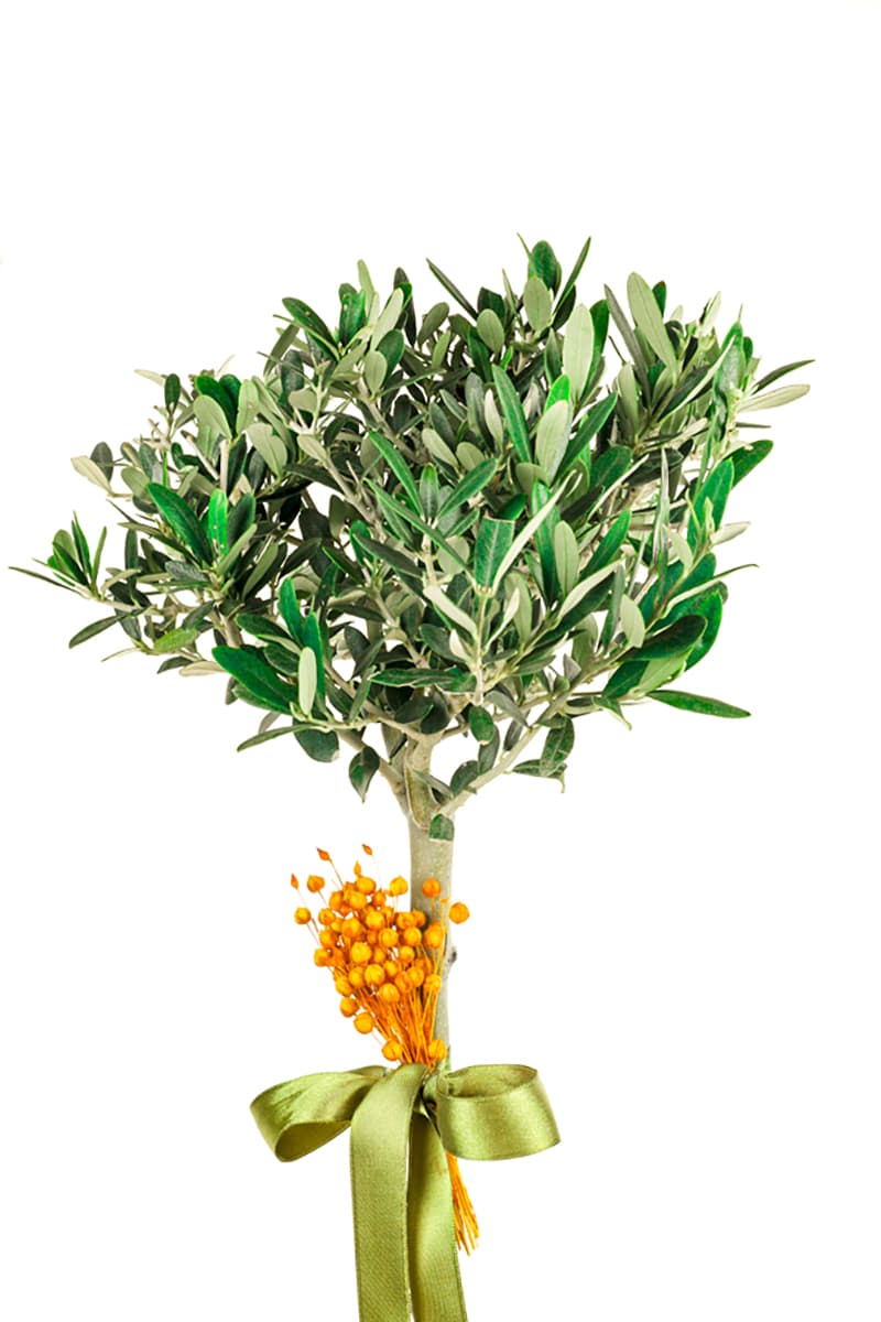 Jumbo Size Zeytin Bonsai Ağacı