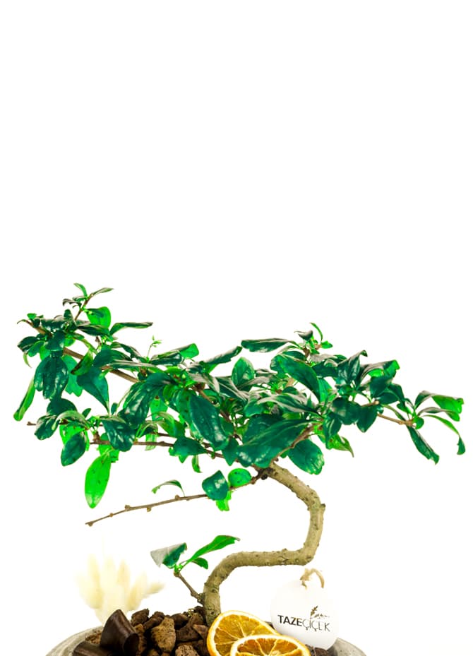 Zelkova Bonsai Ağacı Gri Seramik Saksı