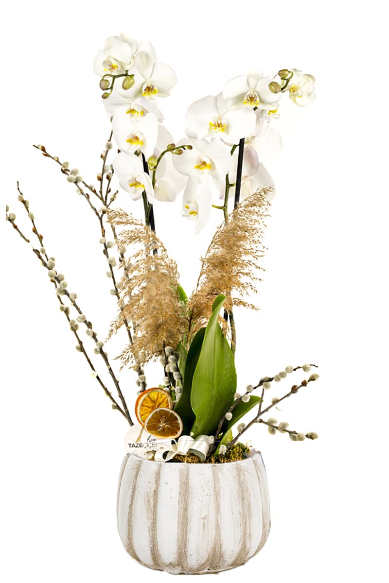 Krem Saksı Jumbo Boy 2 Dallı White Orkide