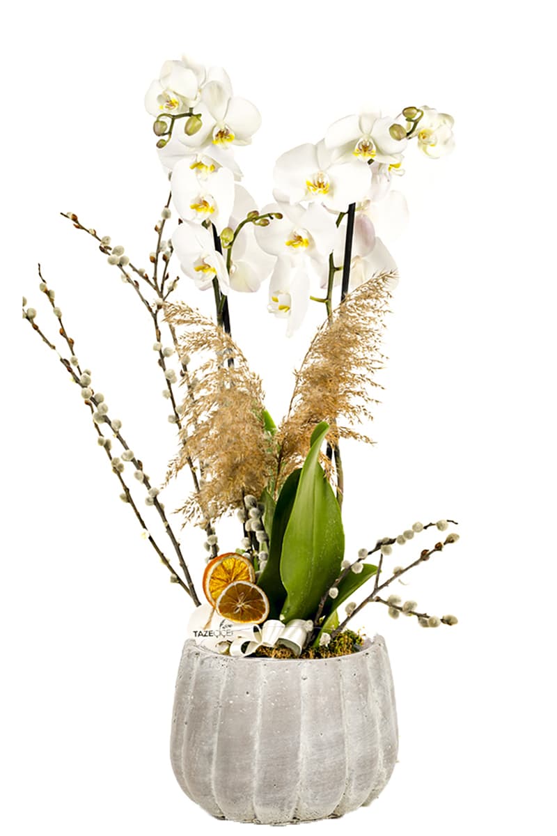Gri Saksı Jumbo Boy 2 Dallı White Orkide