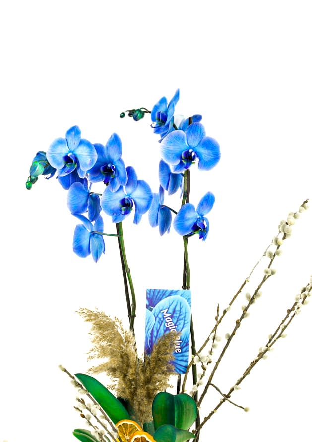 Blue Saksı Jumbo Boy Magic Mavi 2 Dallı Orkide
