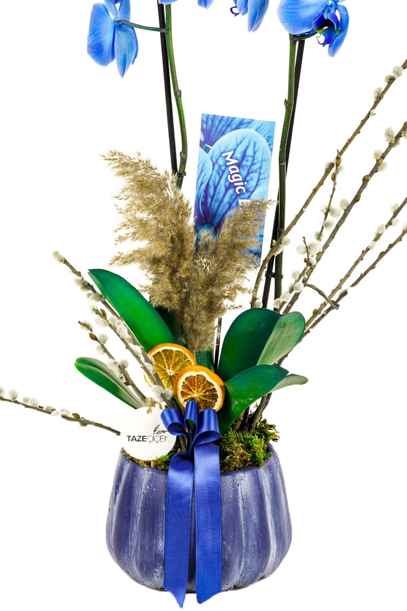 Mavi Saksı Jumbo Boy 2 Dallı Magic Mavi Orkide