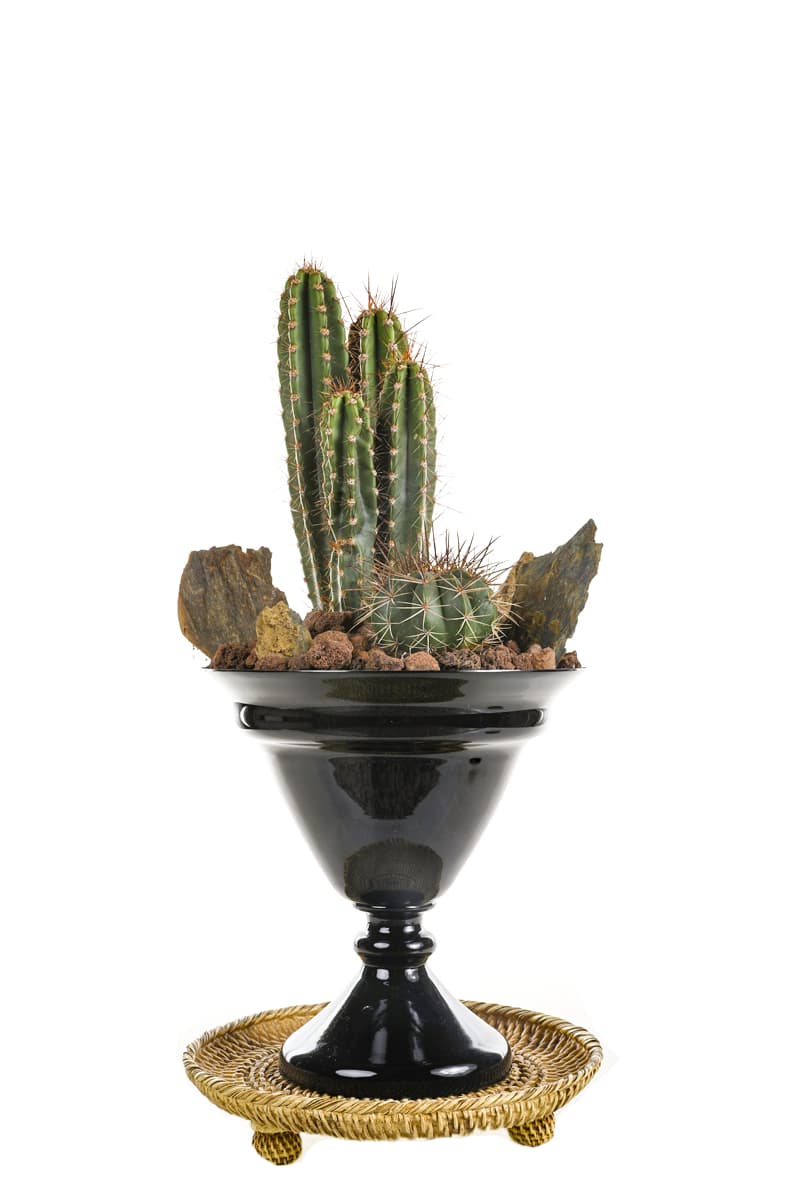 Cactus Of The Desert
