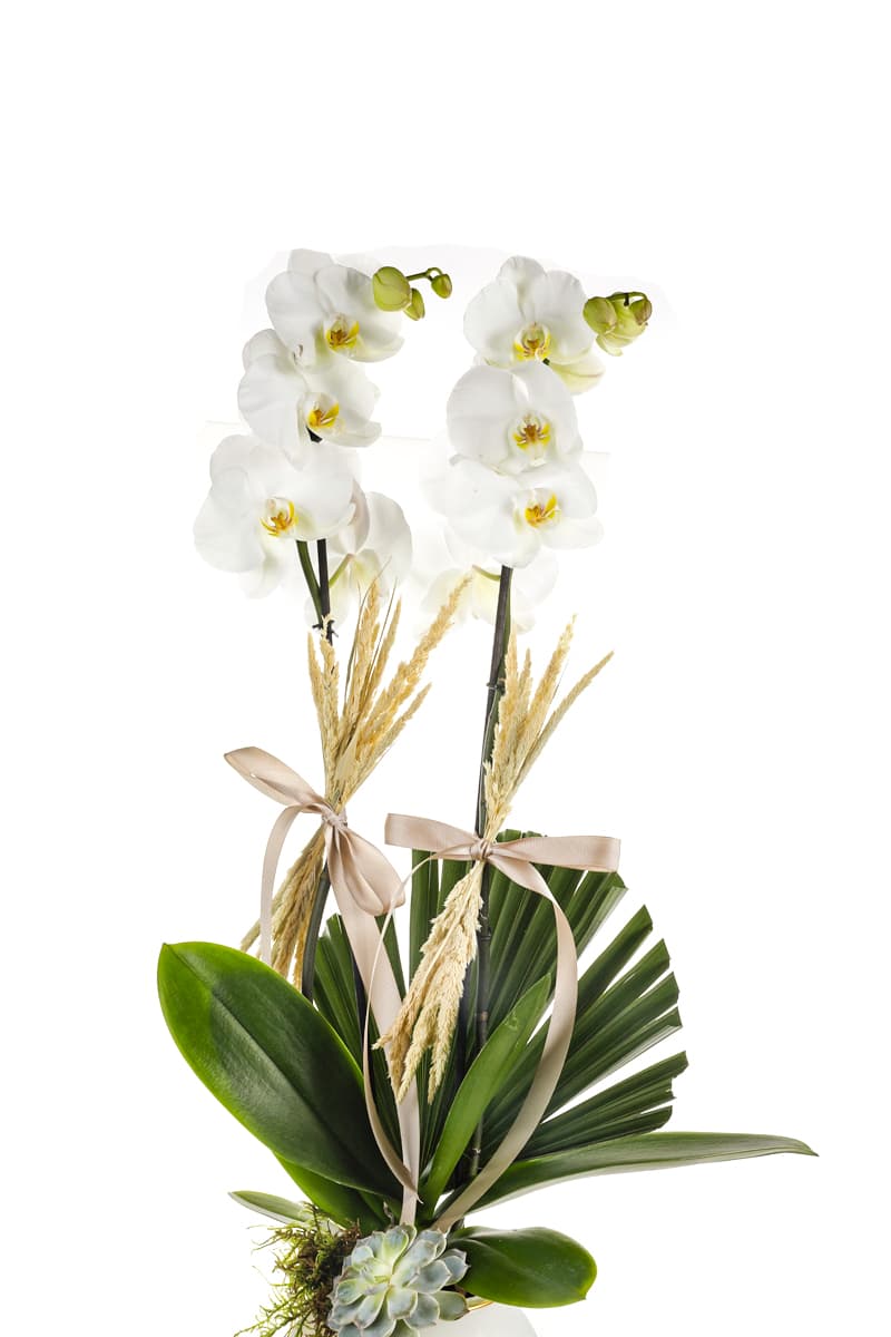 White Noble Orchid