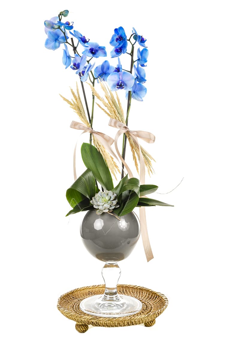 Simplicity Of Blue Orchid