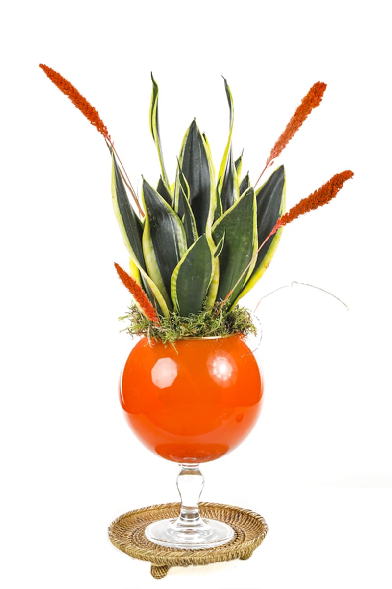 Sansevieria Of Orange Vase