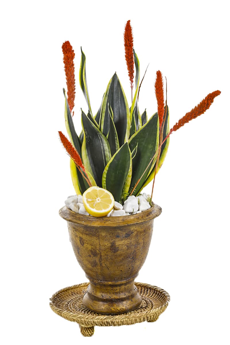 Sansevieria Of Natural