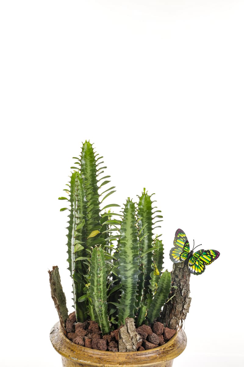 Natural Euphorbia