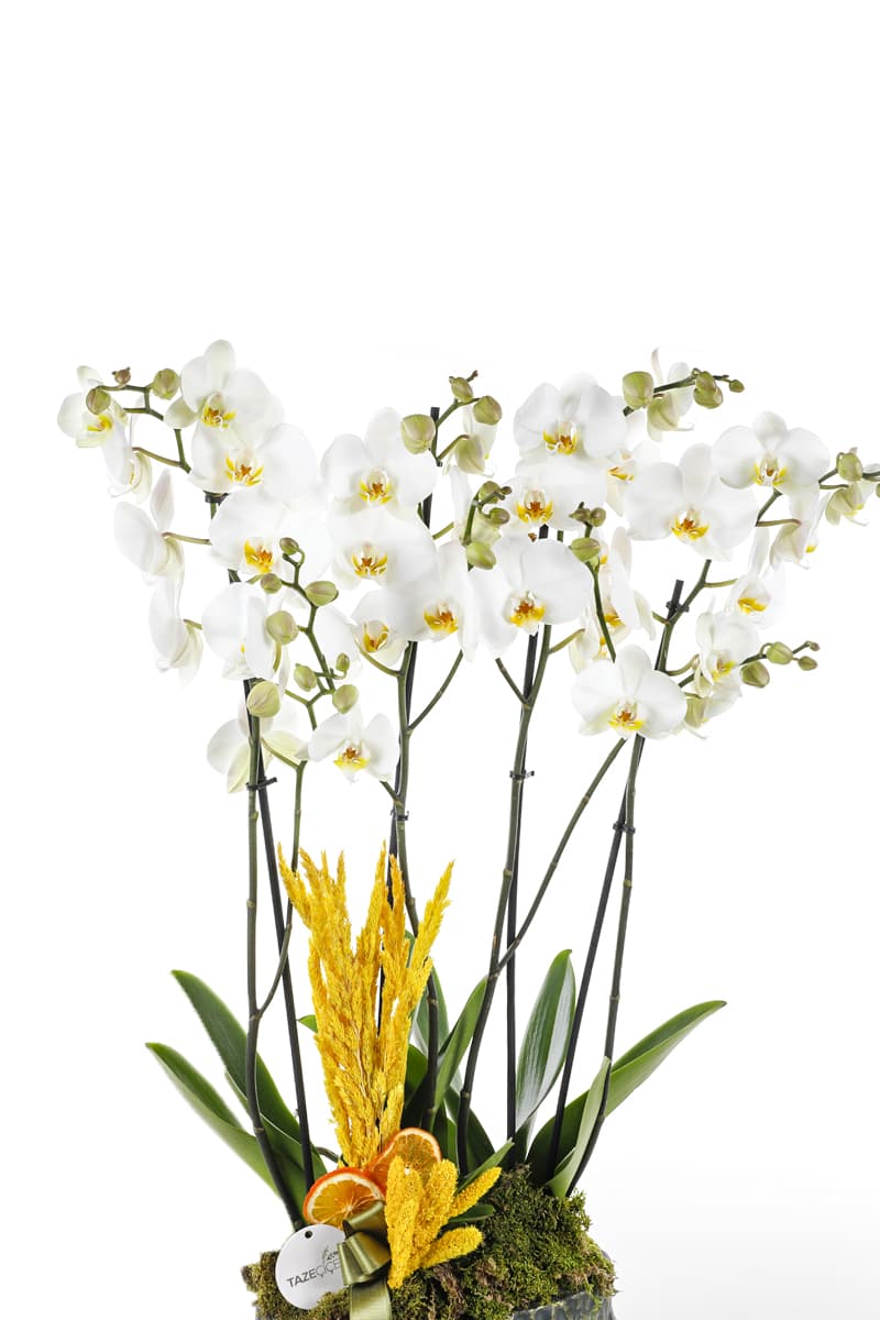 Yeşil Seramik Saksı 4 Dallı Beyaz Jumbo Boy Orkide