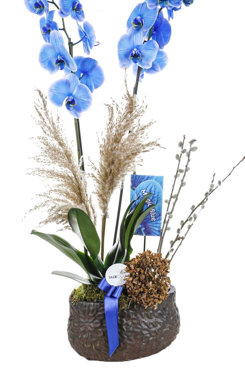 Brown Seramik Saksı 2 Dallı Magic Mavi Orkide
