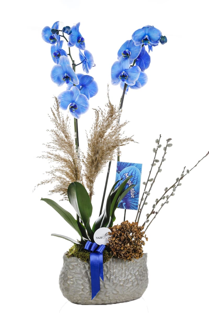 Gri Seramik Saksı Magic Mavi Orkide