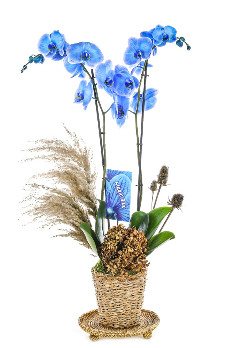Wicker Natürel Magic Mavi 2 Dallı Orkide