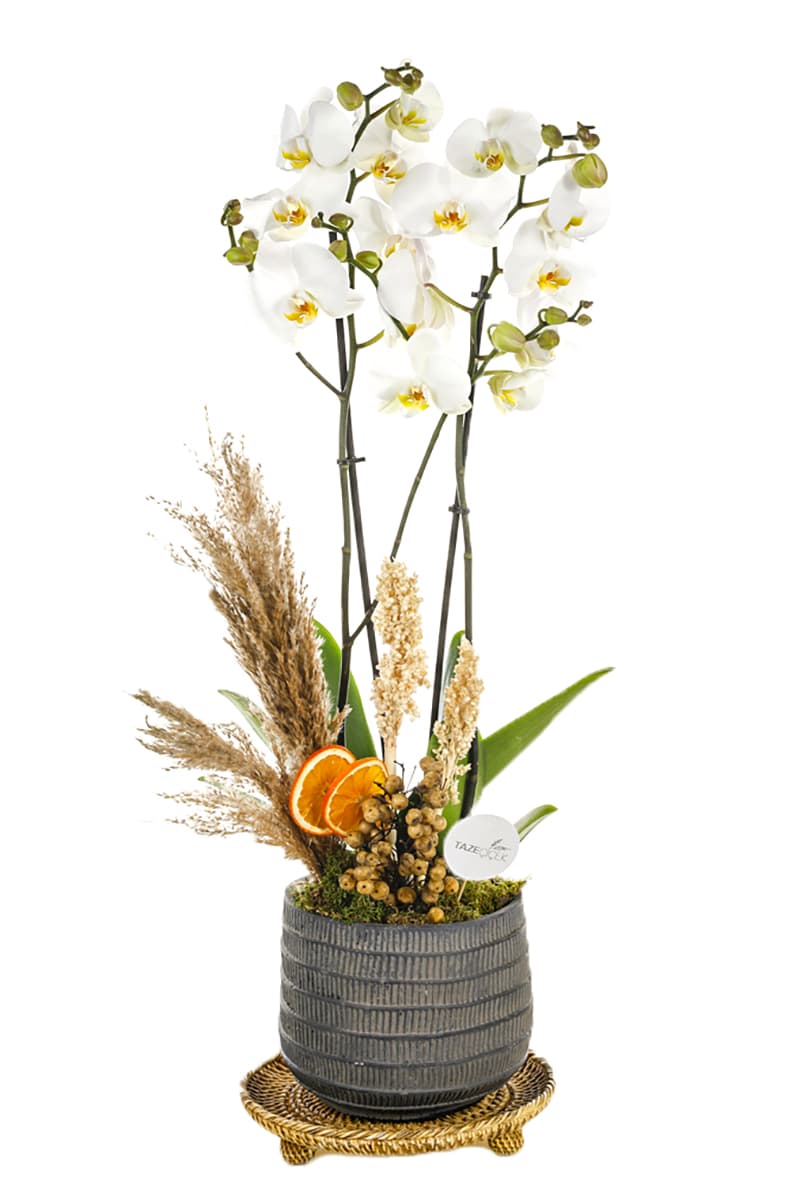 Seramik Saksı Jumbo Boy Beyaz Orkide