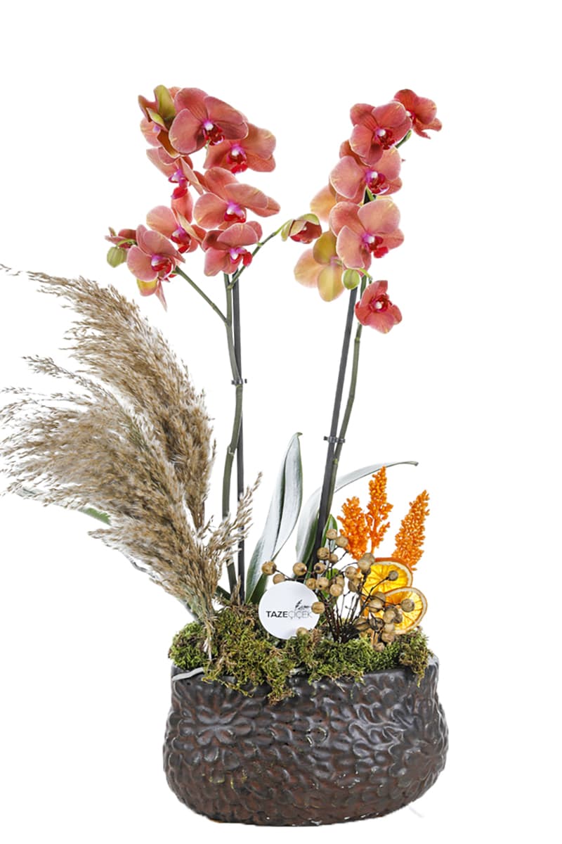 Kahverengi Seramik Saksı Turuncu Orkide