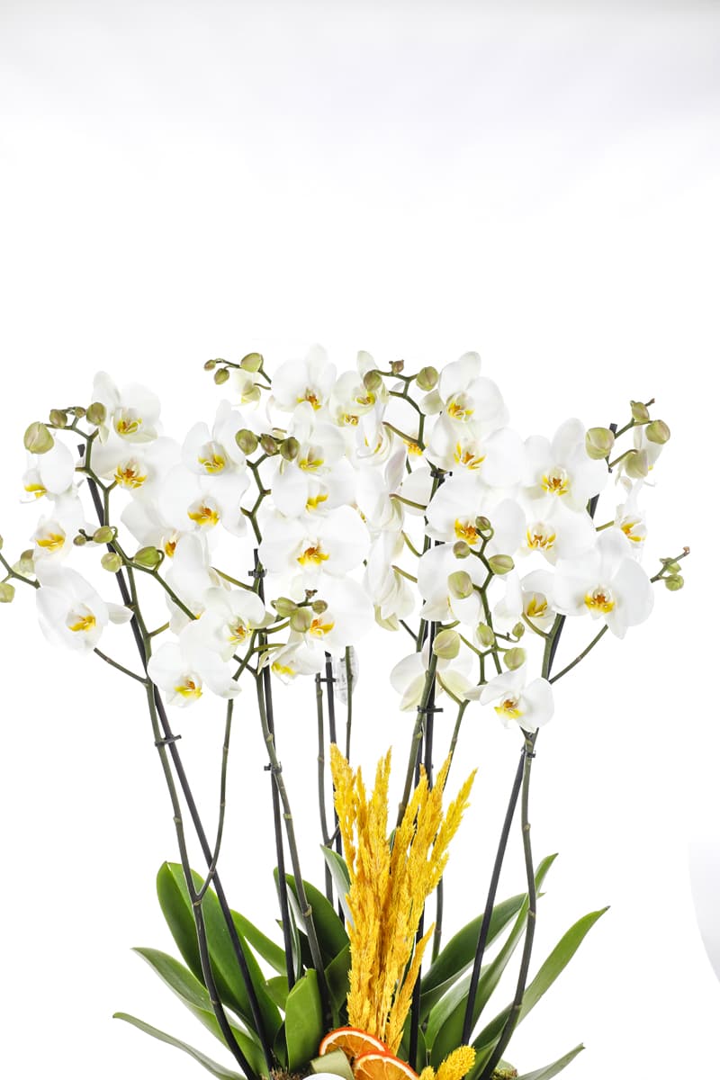Kahverengi Saksı 6 Dallı Jumbo Boy Beyaz Orkide