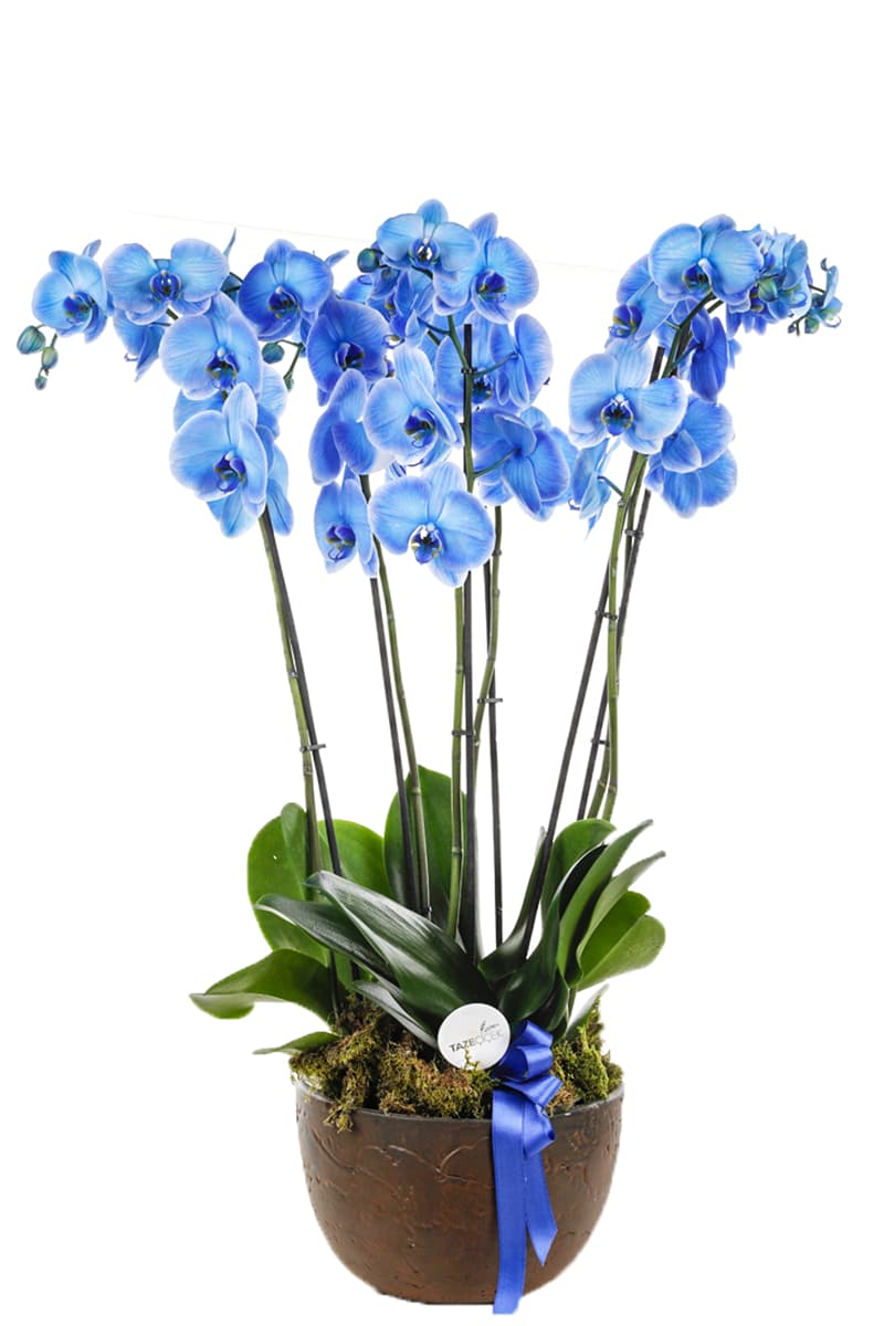 Kahverengi Seramik Saksı Jumbo Boy 6 Dallı Mavi Orkide