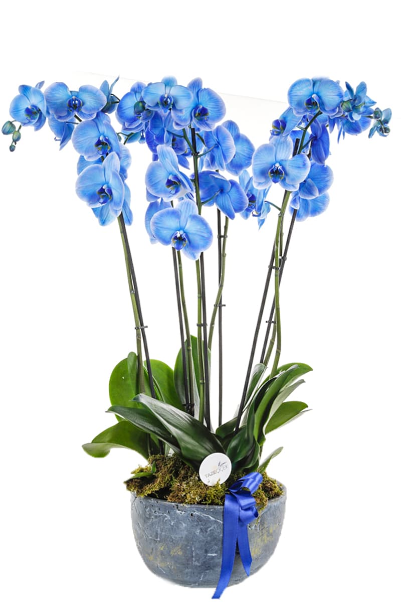 Blue Seramik Saksı Magic Mavi 6 Dallı Orkide