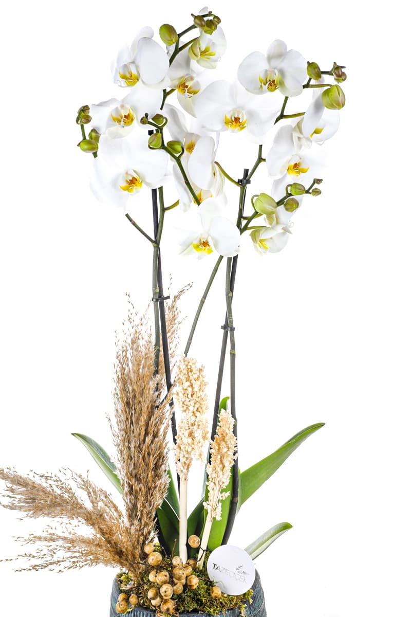 Yeşil Seramik Saksı 2 Dallı Jumbo Boy Beyaz Orkide