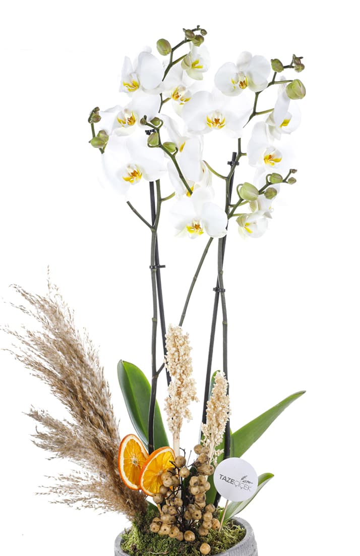 Gri Seramik Saksı Jumbo Boy 2 Dallı Beyaz Orkide
