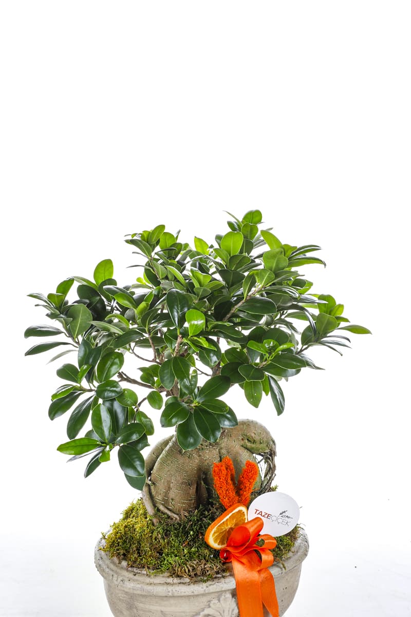 Ficus Bonsai Ağacı (Krem Saksı)