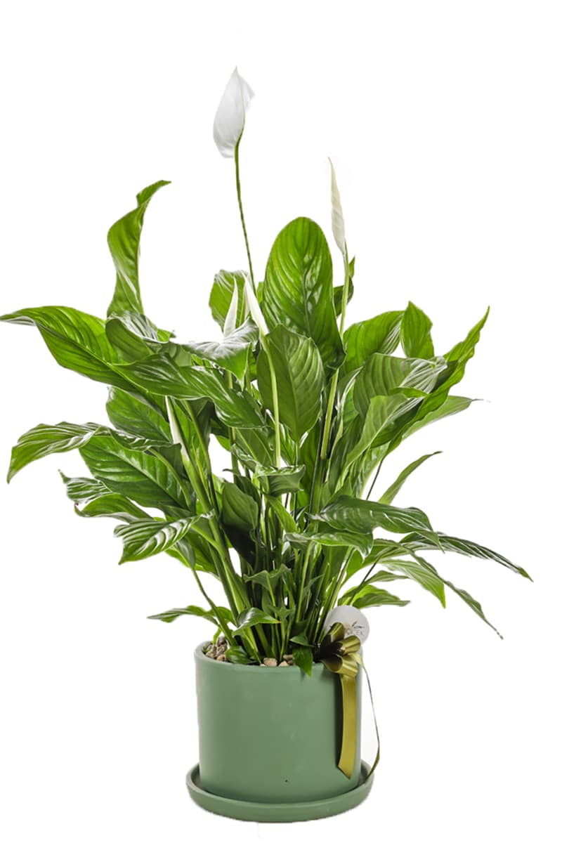 Barış Çiçeği  (Spatifilyum) Yeşil Seramik Saksı