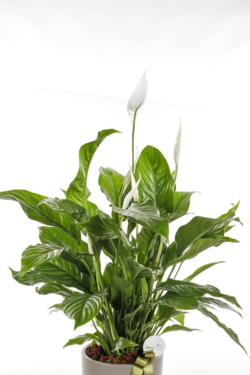 Barış Çiçeği  (Spatifilyum) Yeşil Seramik Saksı