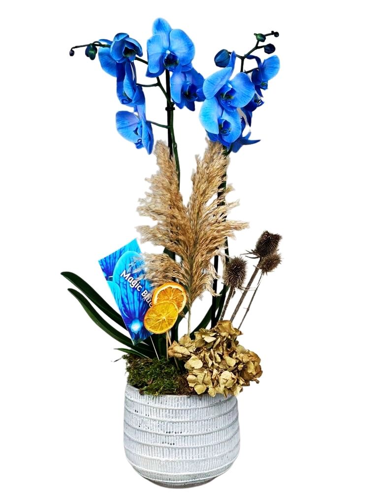Gri Seramik Saksı Magic Mavi Orkide