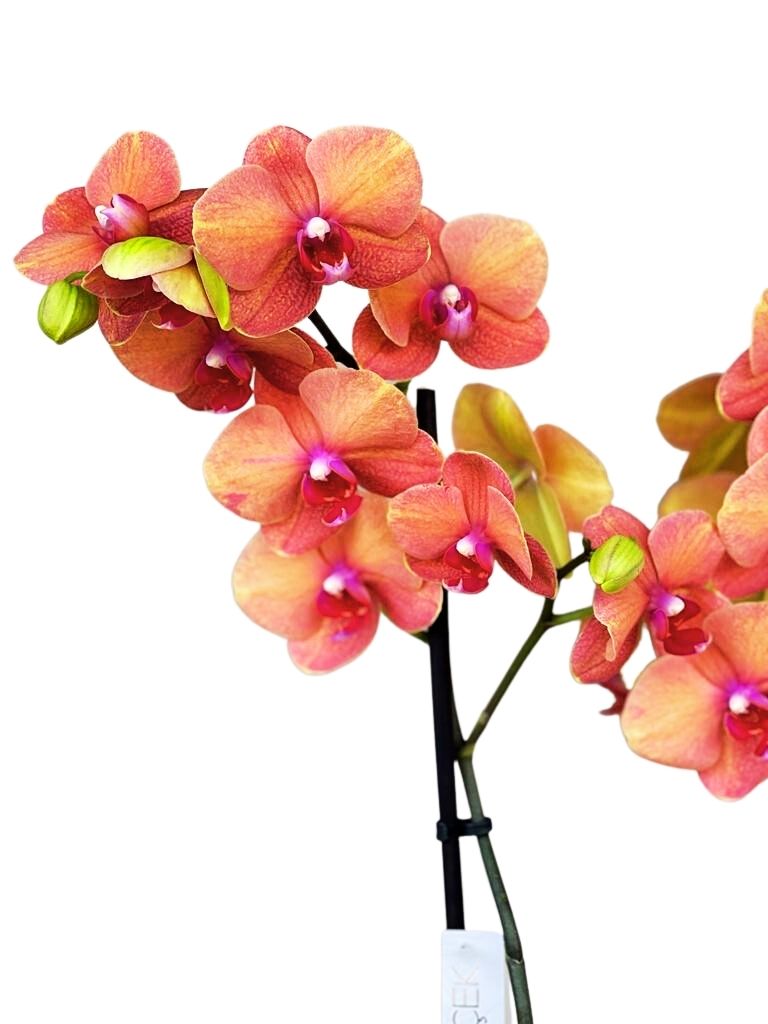 Gri Seramik Saksı Turuncu Orkide