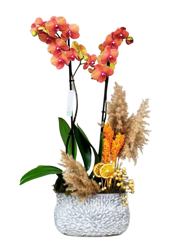 Gri Seramik Saksı Turuncu Orkide