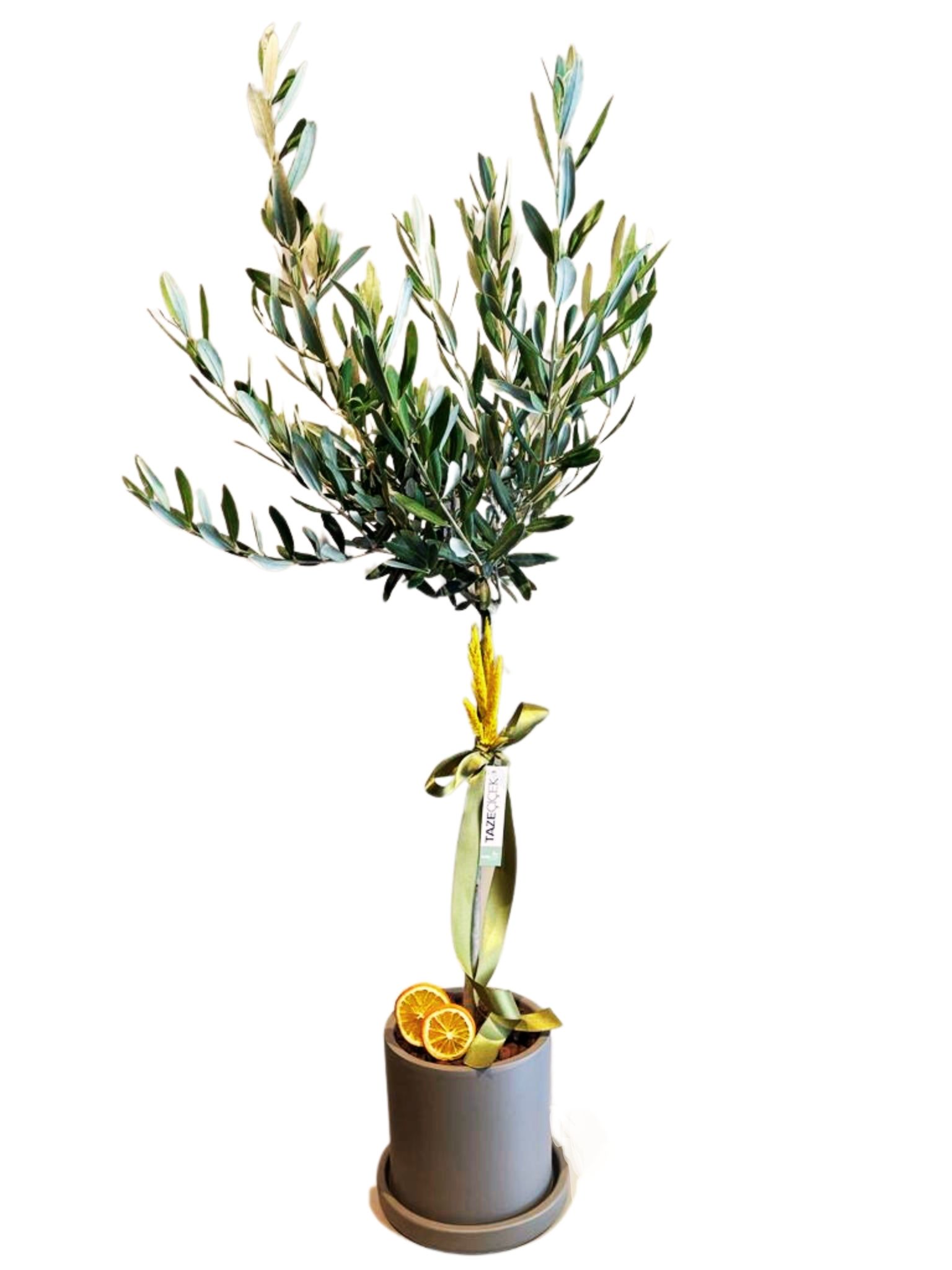 Jumbo Size Zeytin Bonsai Ağacı Vizon Saksı