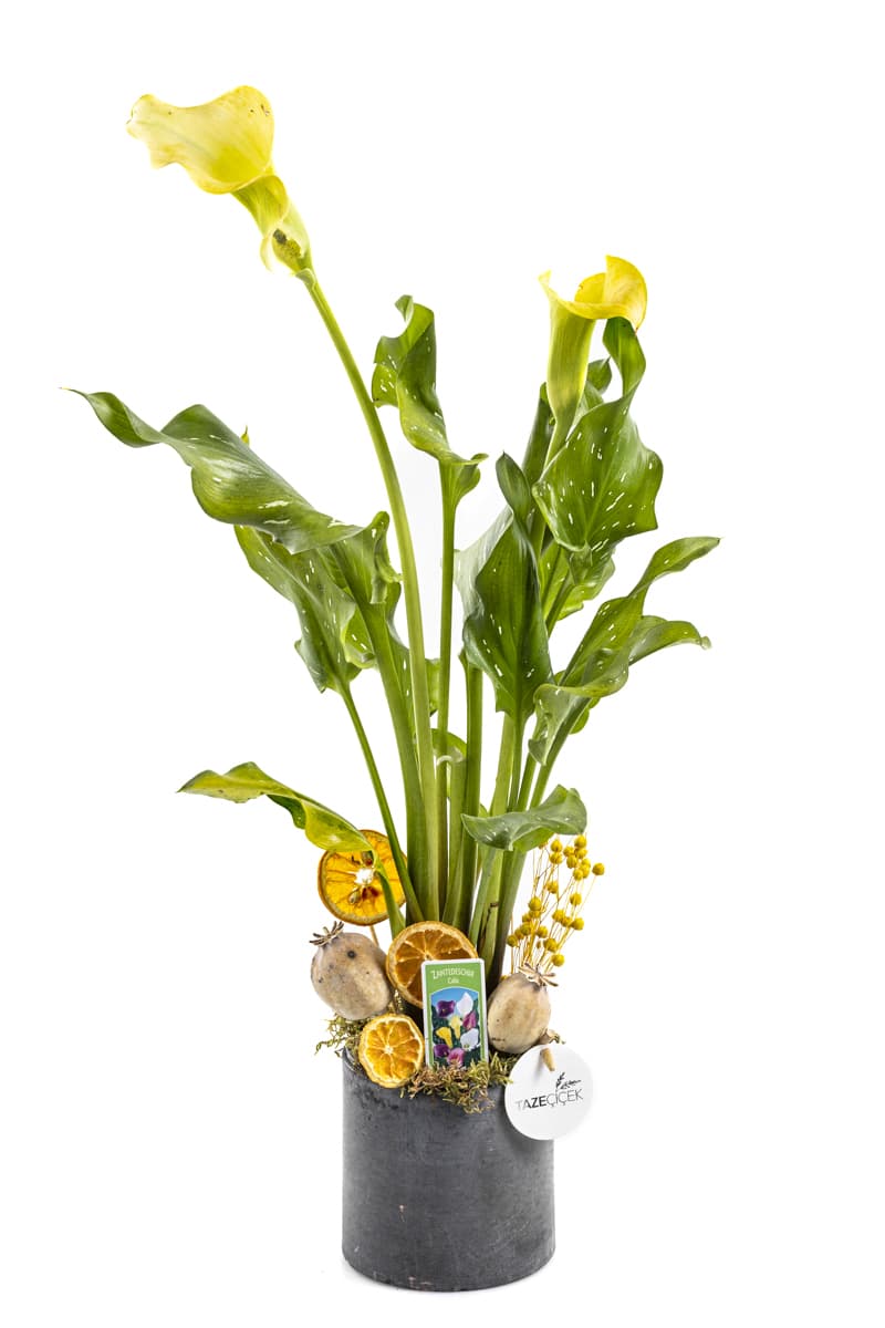Yellow Gala Flower