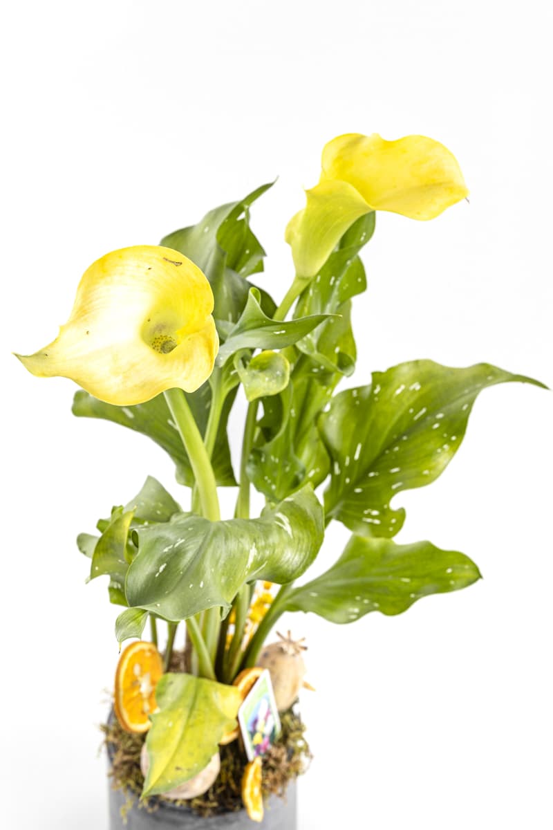 Yellow Gala Flower