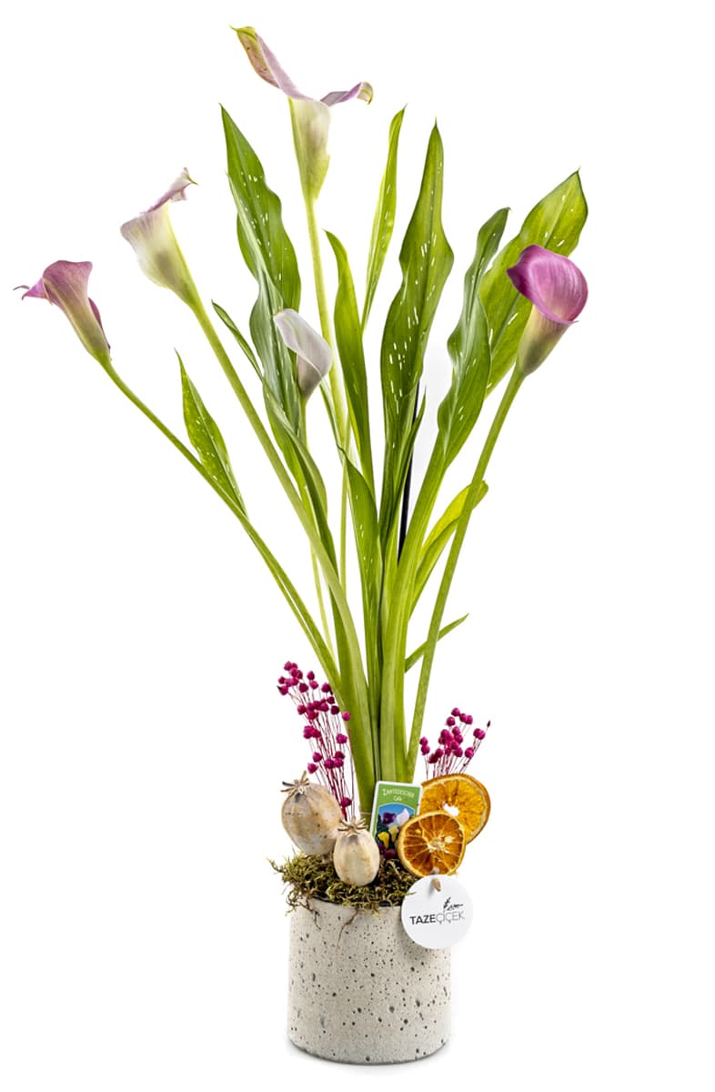 Pink Gala Flower